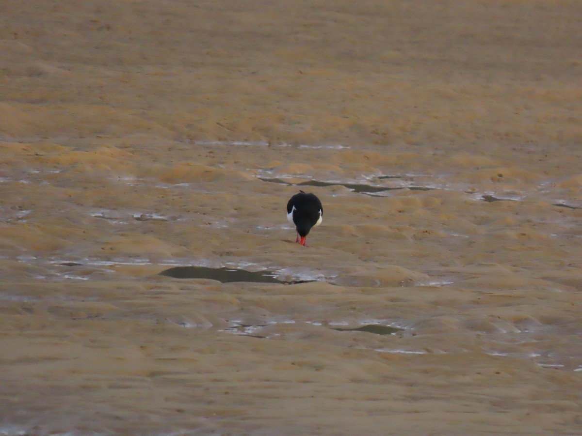 Pied Oystercatcher - ML638264024