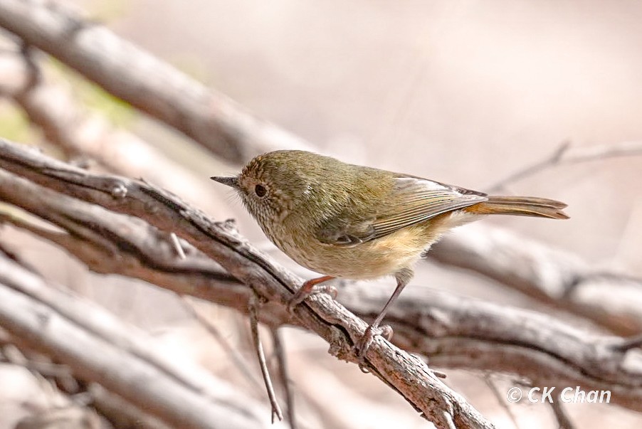 Brown Thornbill - ML638264025