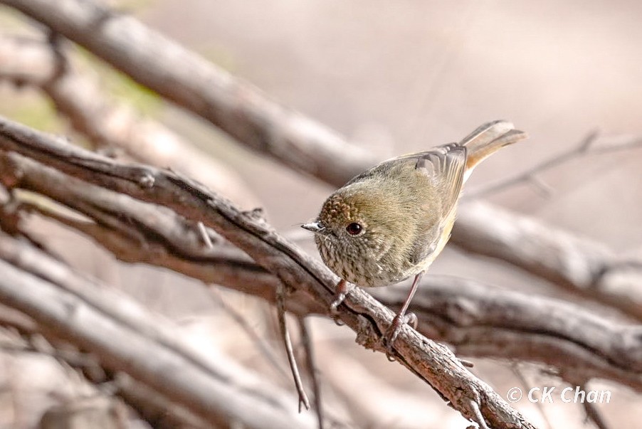 Brown Thornbill - ML638264026