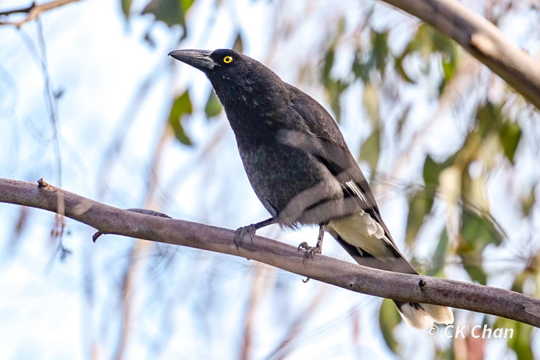 Pied Currawong - ML638264027