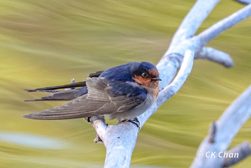 Welcome Swallow - ML638264028