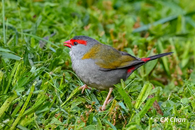 Red-browed Firetail - ML638264047