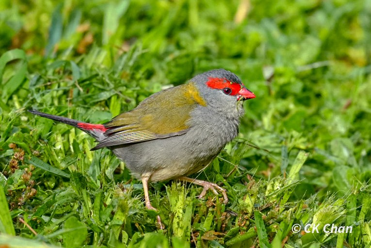 Red-browed Firetail - ML638264048