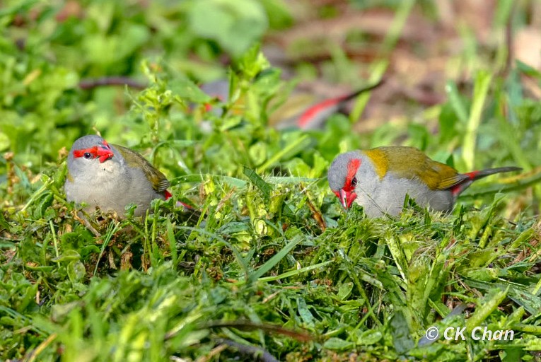 Red-browed Firetail - ML638264050