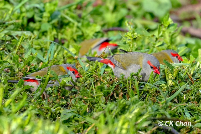 Red-browed Firetail - ML638264051