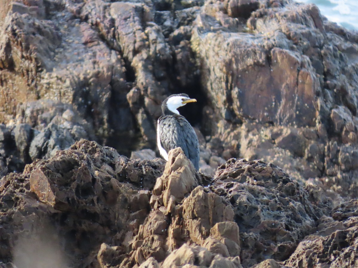 Little Pied Cormorant - ML638264060