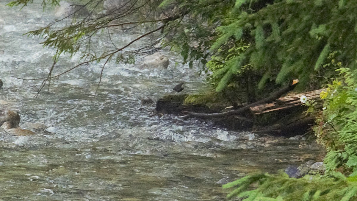 White-throated Dipper - ML638264061