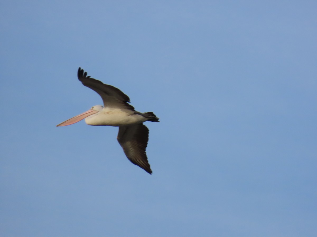 Australian Pelican - ML638264065