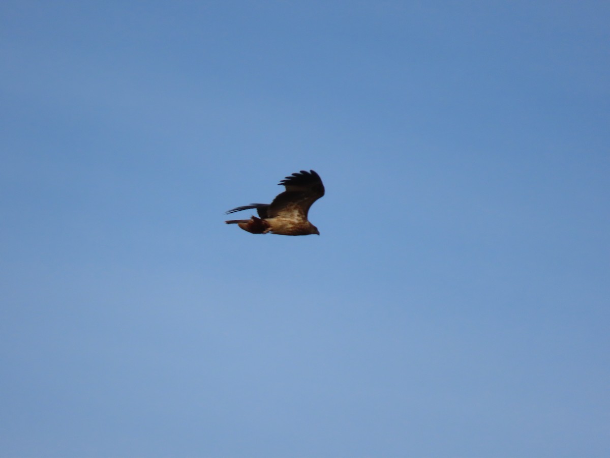Swamp Harrier - ML638264071