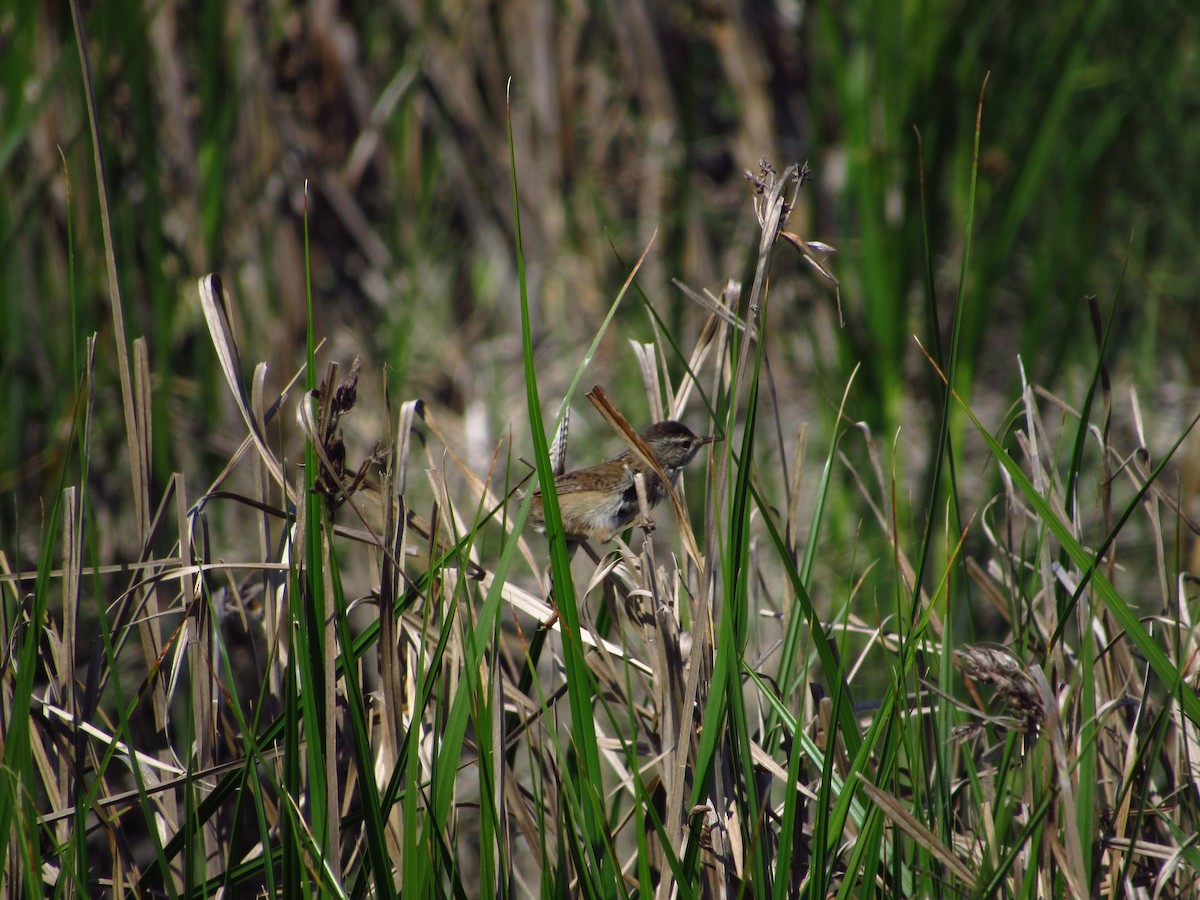 Marsh Wren - ML638264072