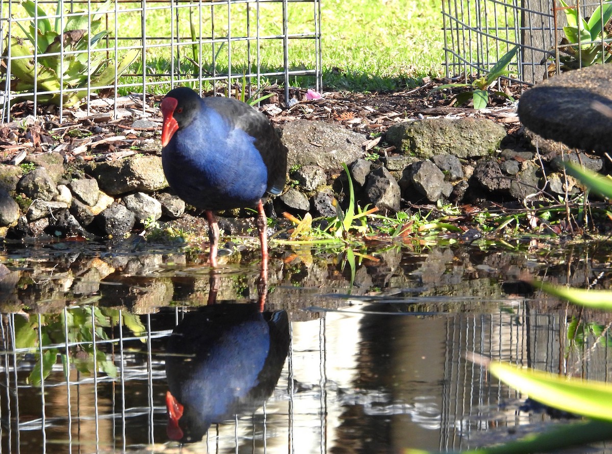Australasian Swamphen - ML638264074