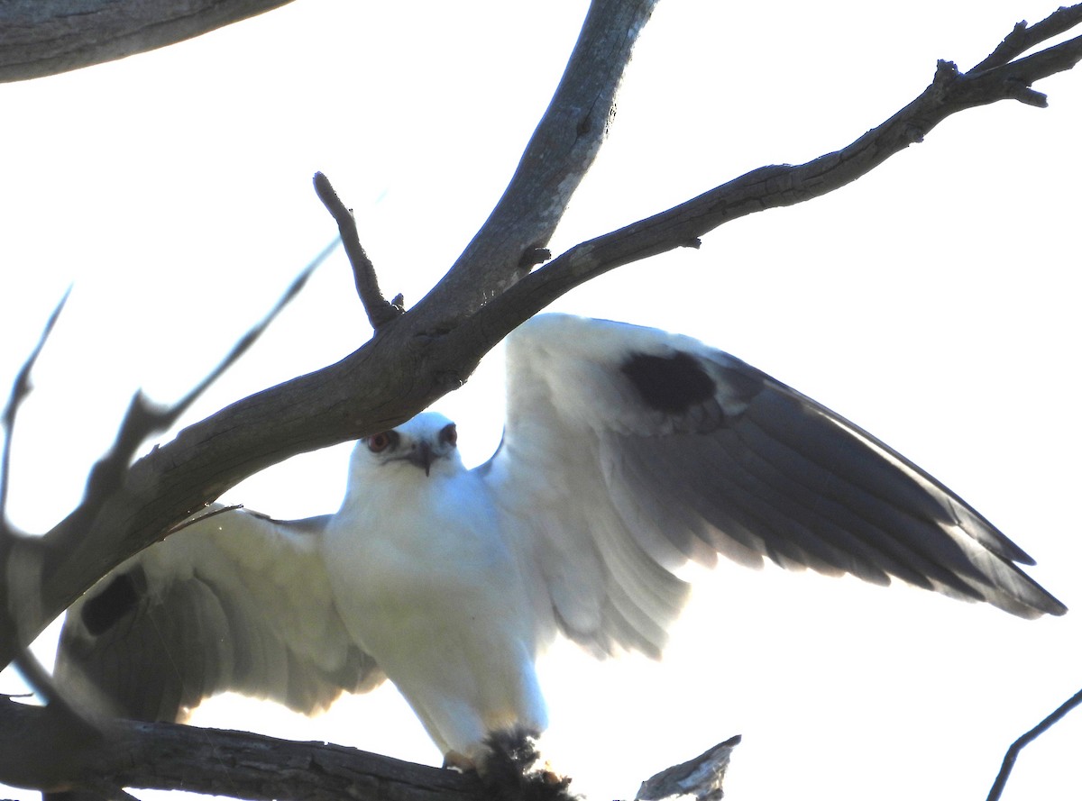 Black-shouldered Kite - ML638264076