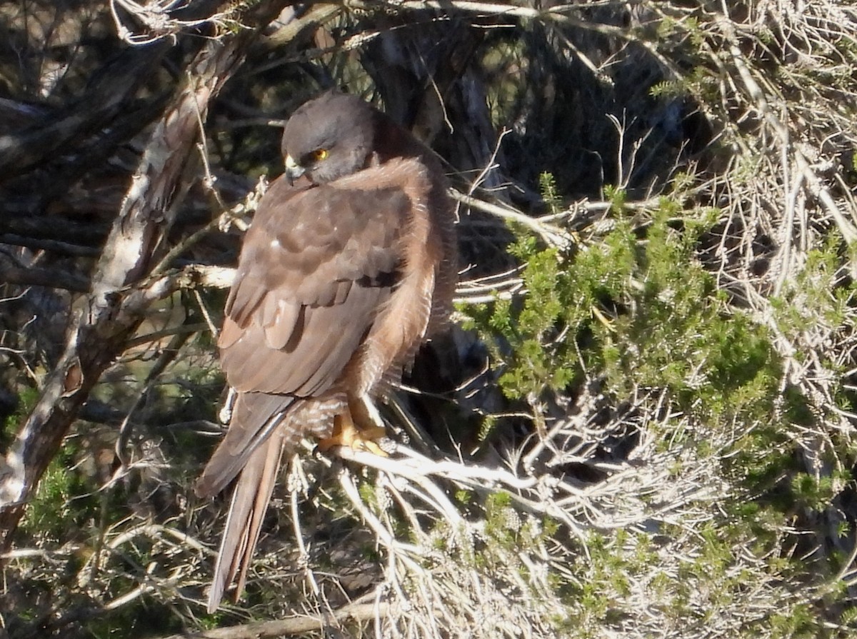 Brown Goshawk - ML638264079