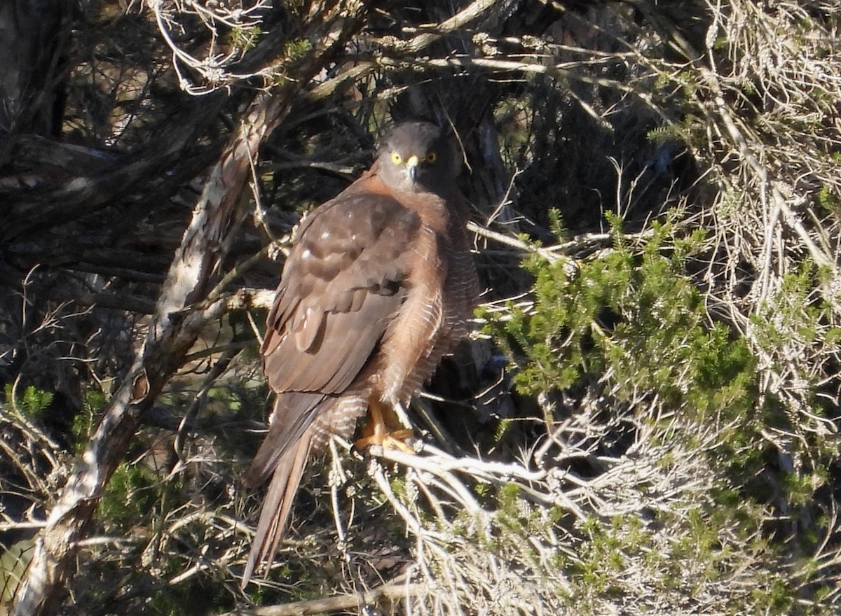 Brown Goshawk - ML638264080