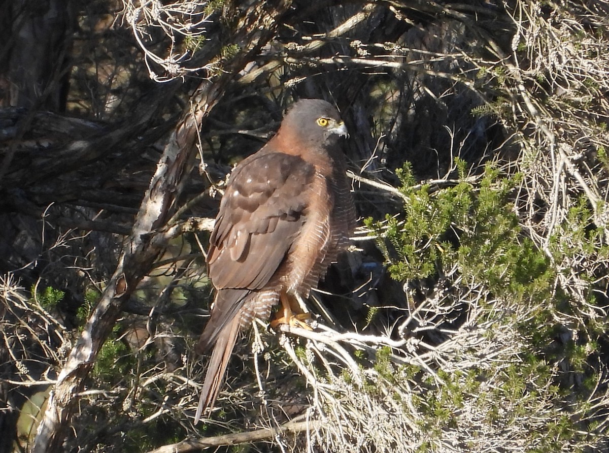 Brown Goshawk - ML638264081