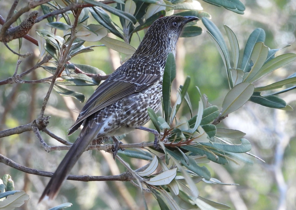 Little Wattlebird - ML638264082