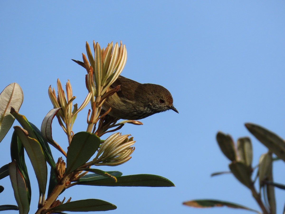 Brown Thornbill - ML638264104