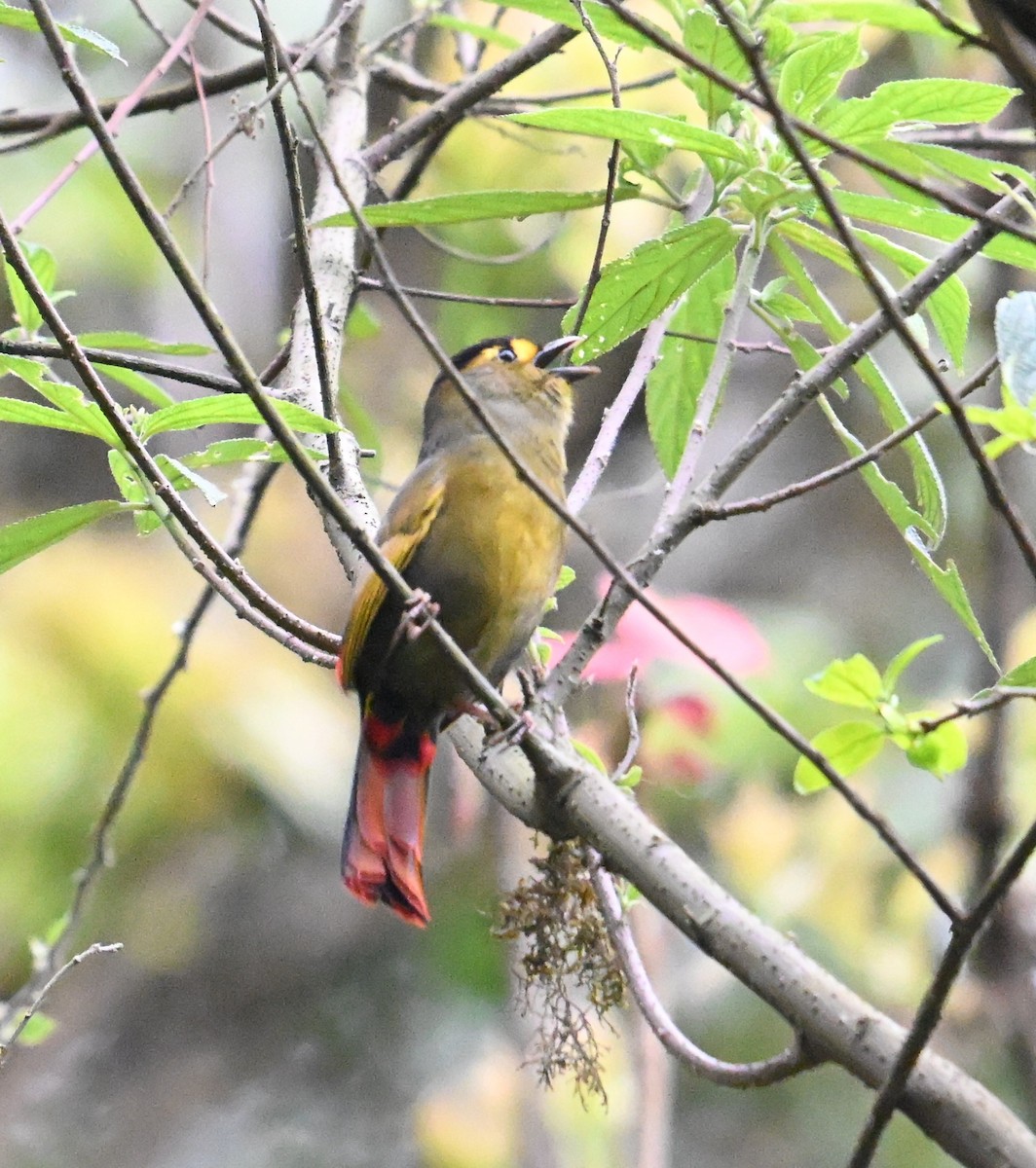 Bugun Liocichla - ML638264114