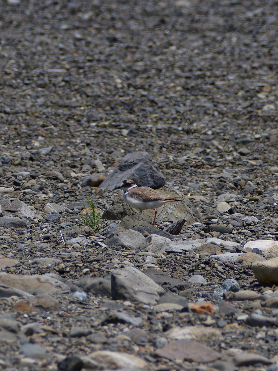 Long-billed Plover - ML638264129
