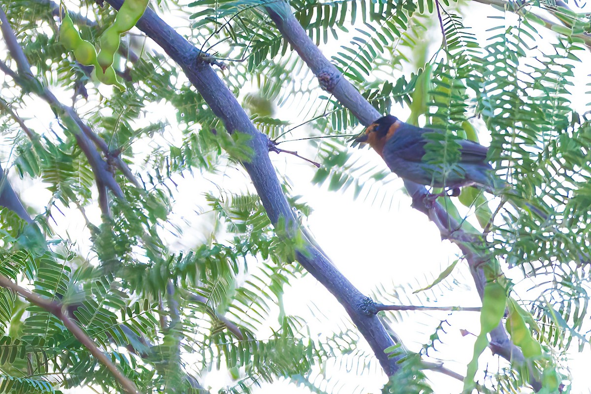 Red-faced Warbler - ML638264137