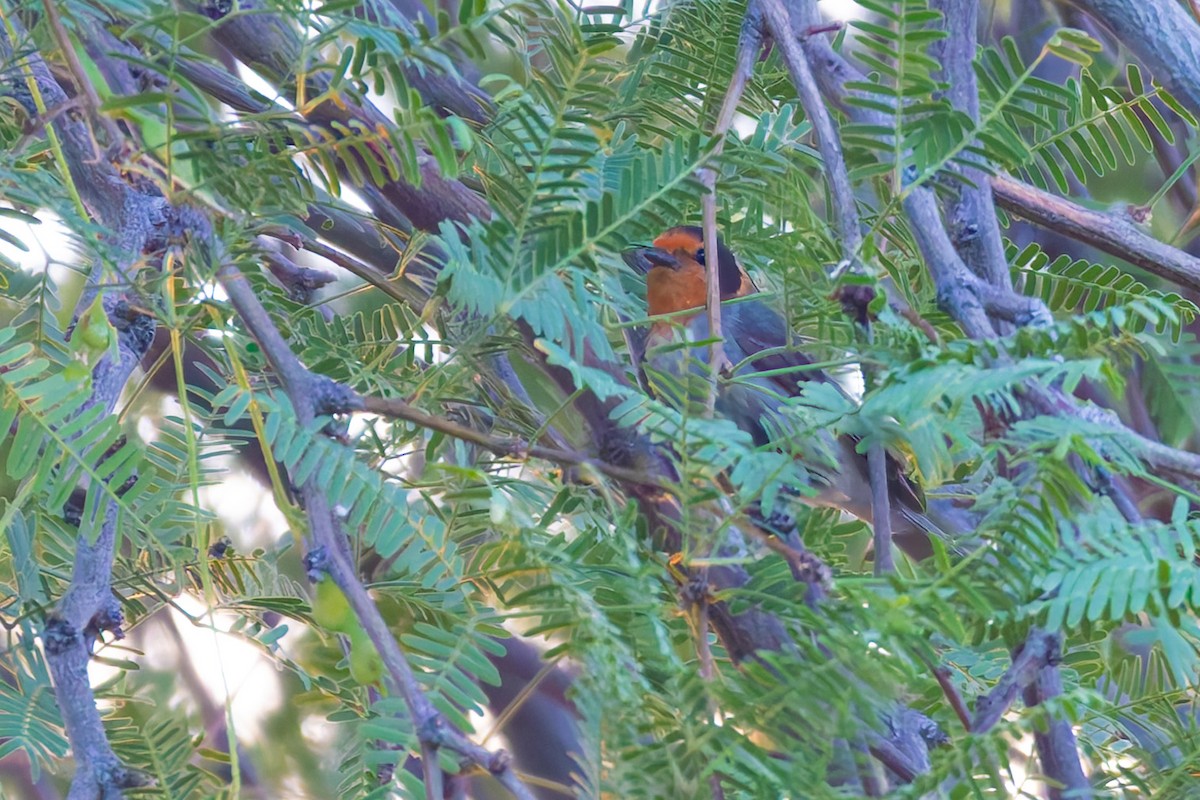 Red-faced Warbler - ML638264138
