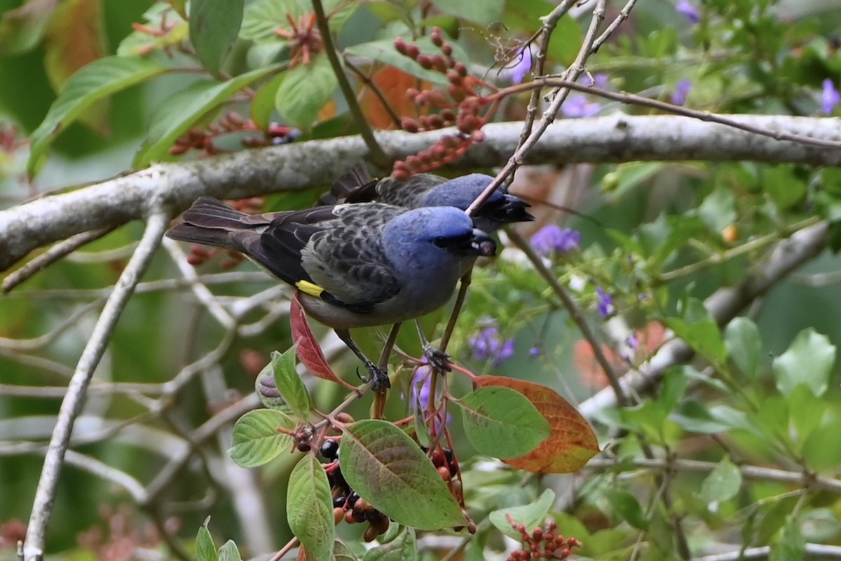 Tangara Aliamarilla - ML638264142