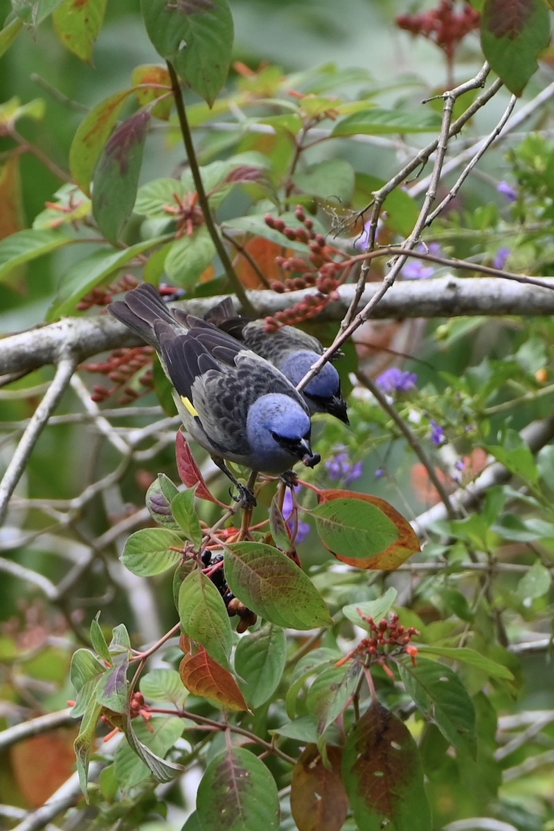 Tangara Aliamarilla - ML638264143
