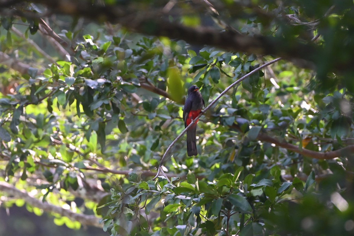 Slaty-tailed Trogon - ML638264150