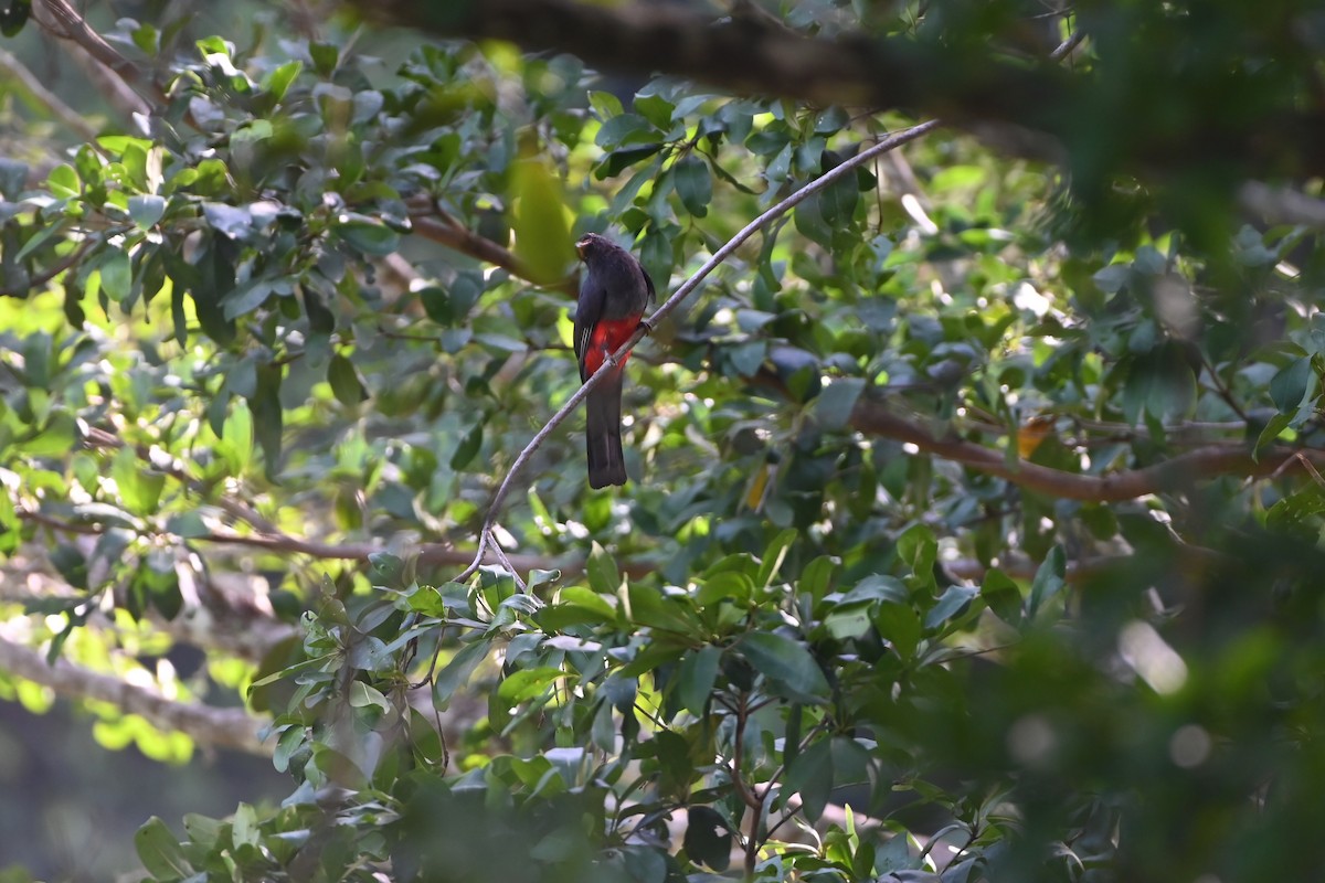 Slaty-tailed Trogon - ML638264151