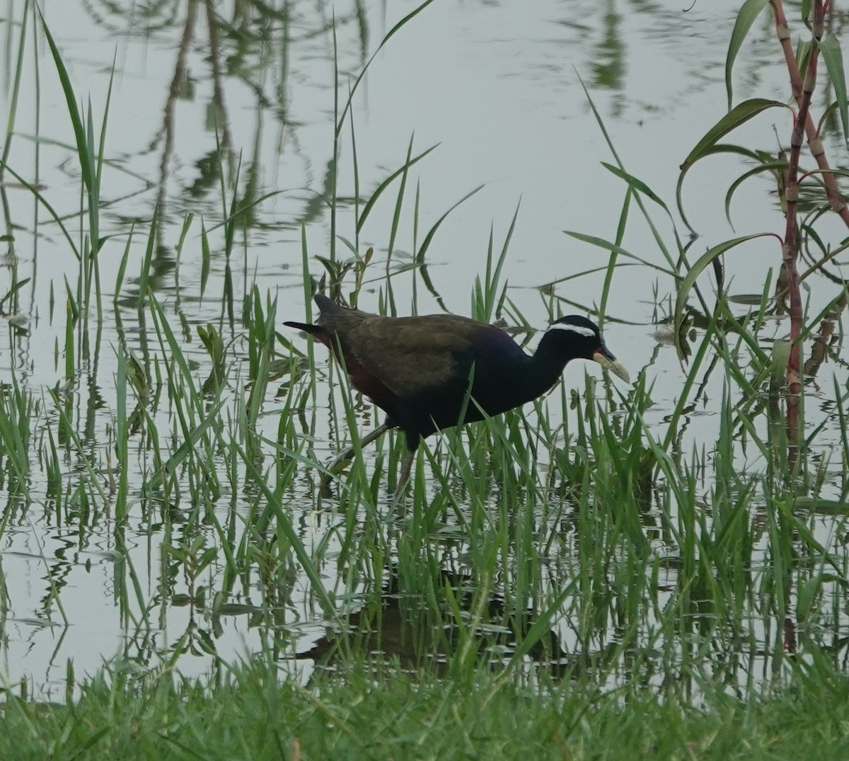 Bronze-winged Jacana - ML638264155