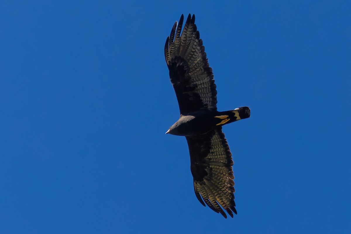 Zone-tailed Hawk - ML638264156