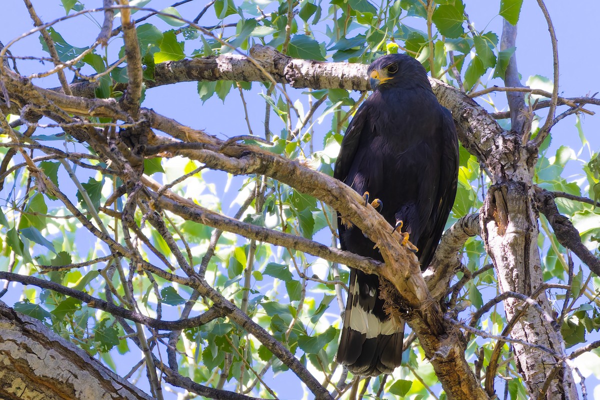 Zone-tailed Hawk - ML638264158