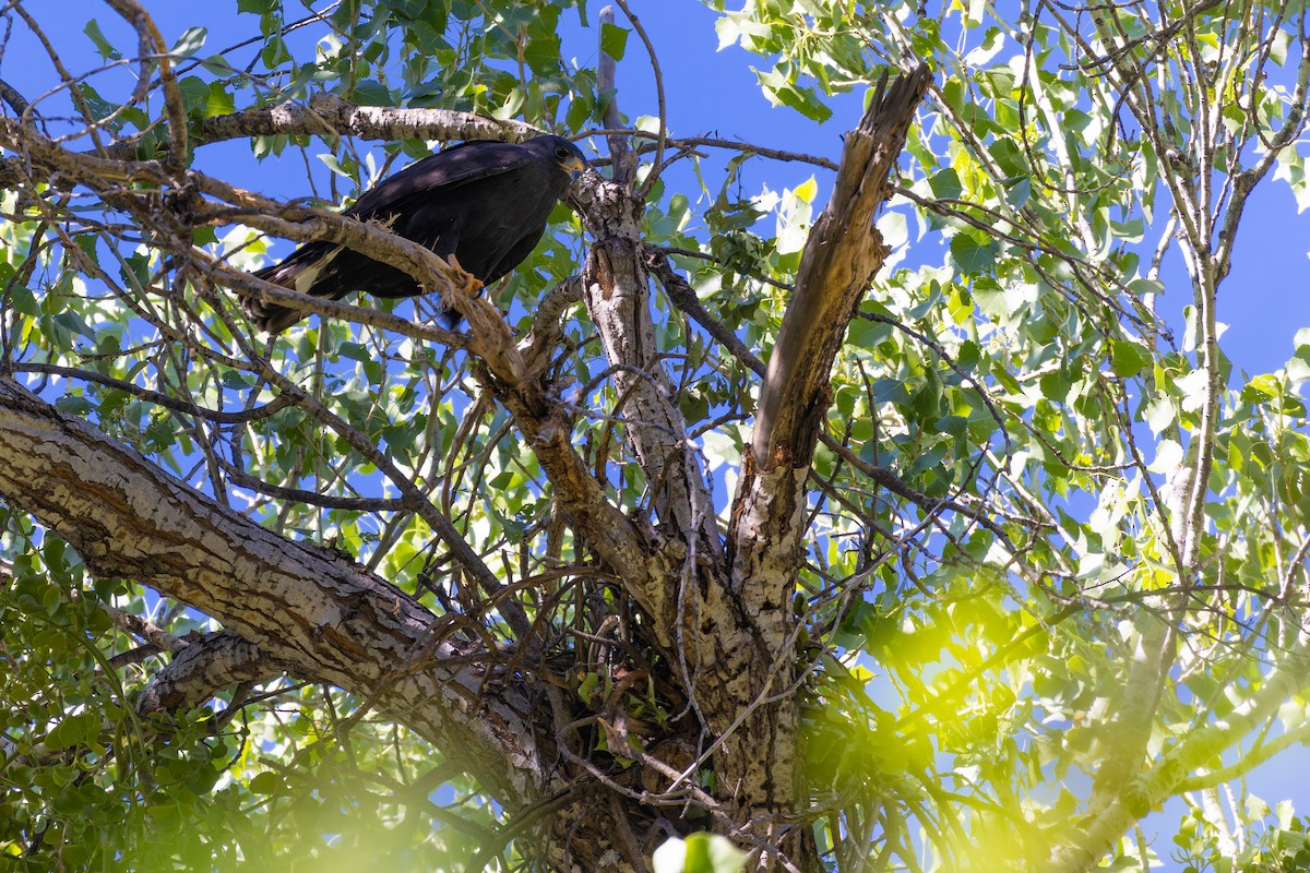 Zone-tailed Hawk - ML638264159
