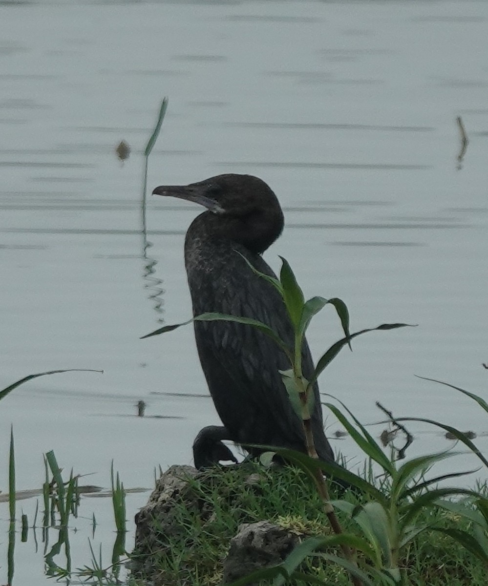Little Cormorant - ML638264162