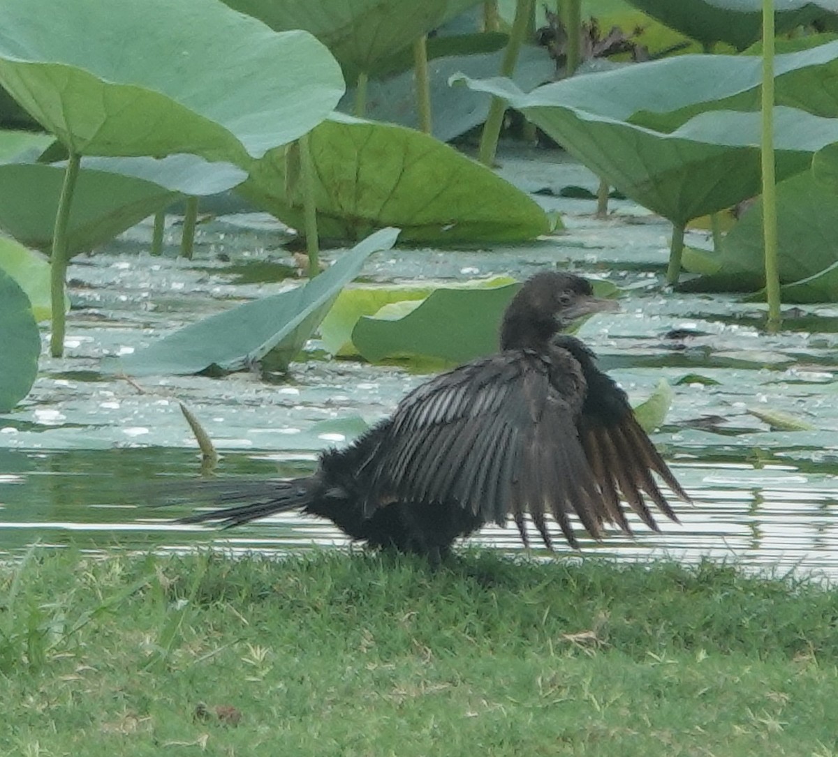 Little Cormorant - ML638264163