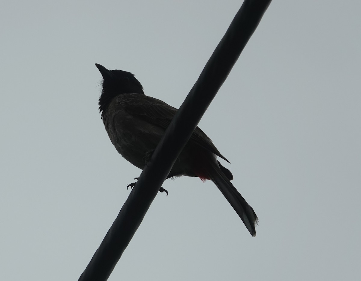 Red-vented Bulbul - ML638264186