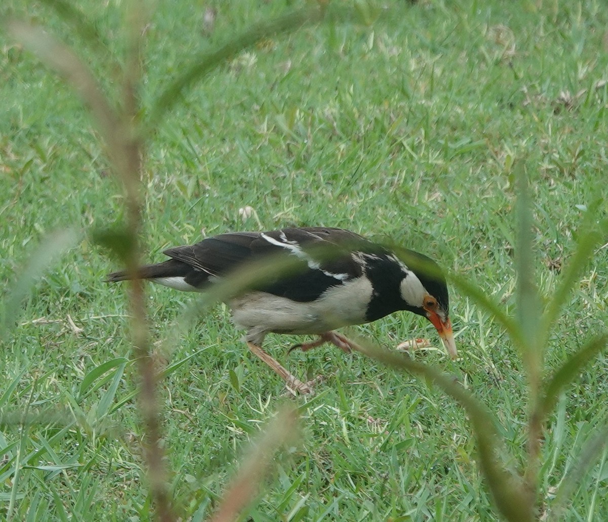 Indian Pied Starling - ML638264187