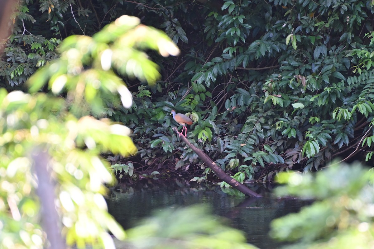 Russet-naped Wood-Rail - ML638264195