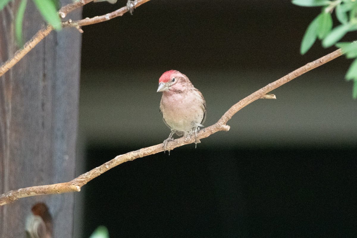 Cassin's Finch - ML638264197