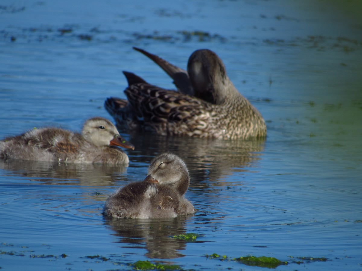 Gadwall - ML638264207