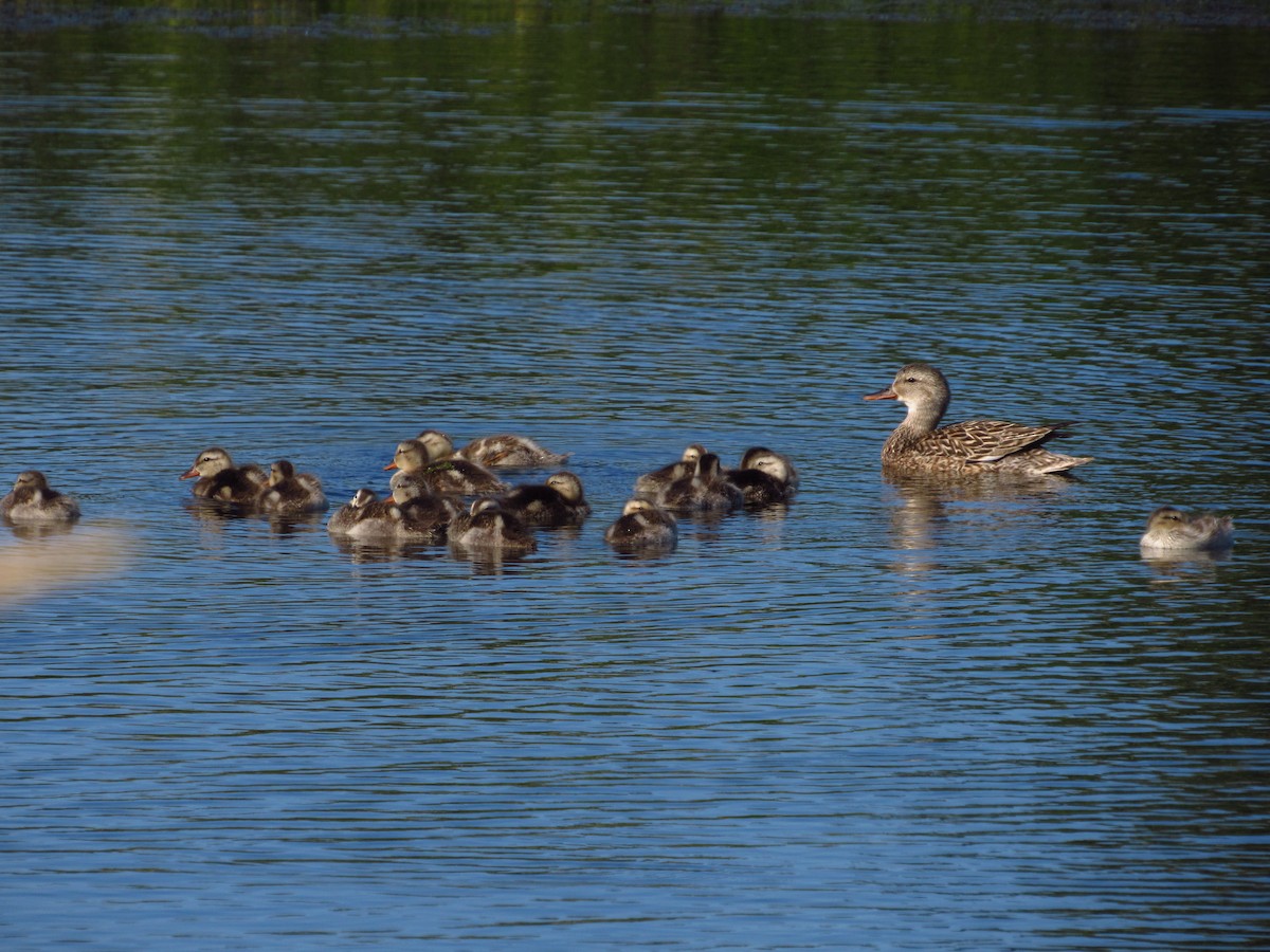 Gadwall - ML638264208
