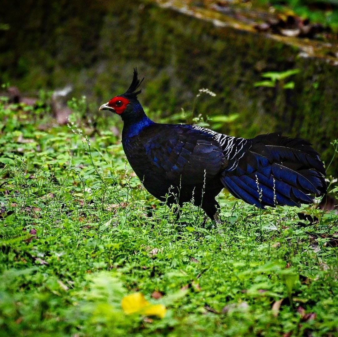 Kalij Pheasant - ML638264223