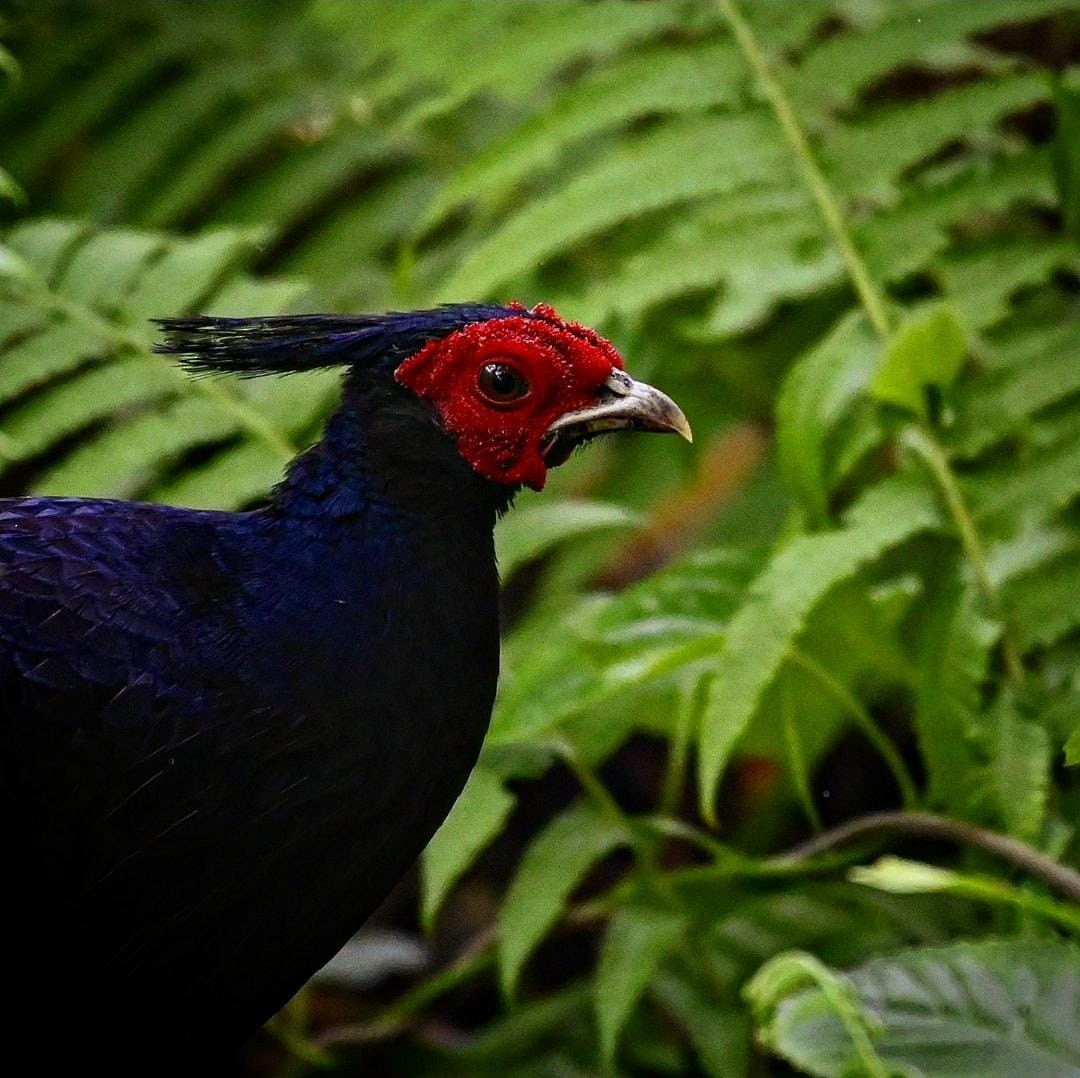 Kalij Pheasant - ML638264224