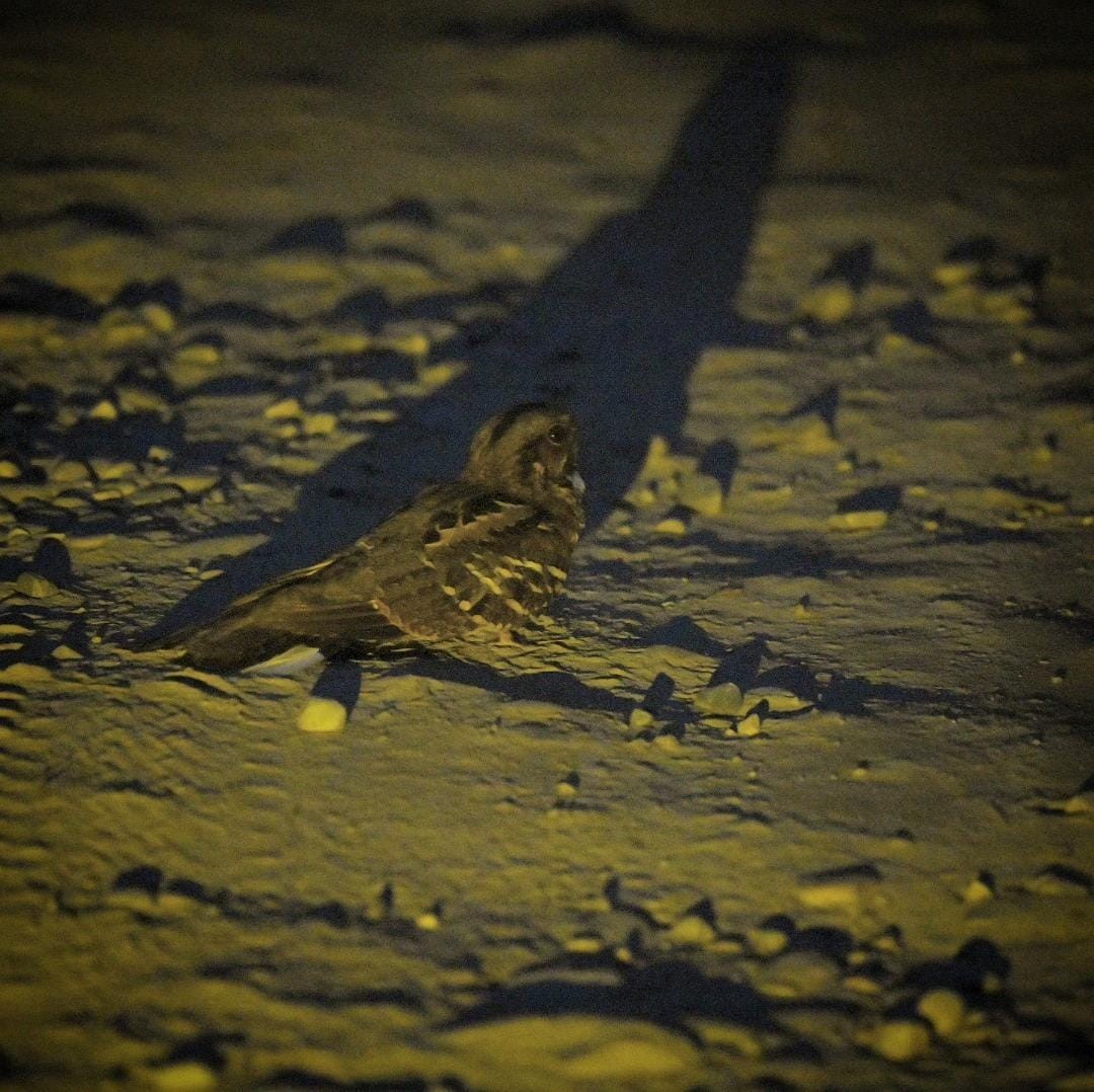 Large-tailed Nightjar - ML638264226