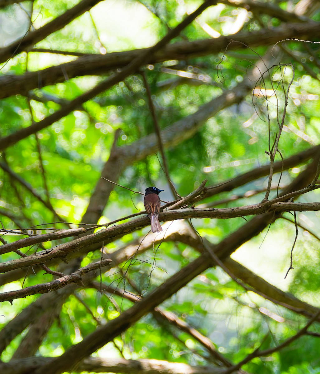 Black Paradise-Flycatcher - ML638264234