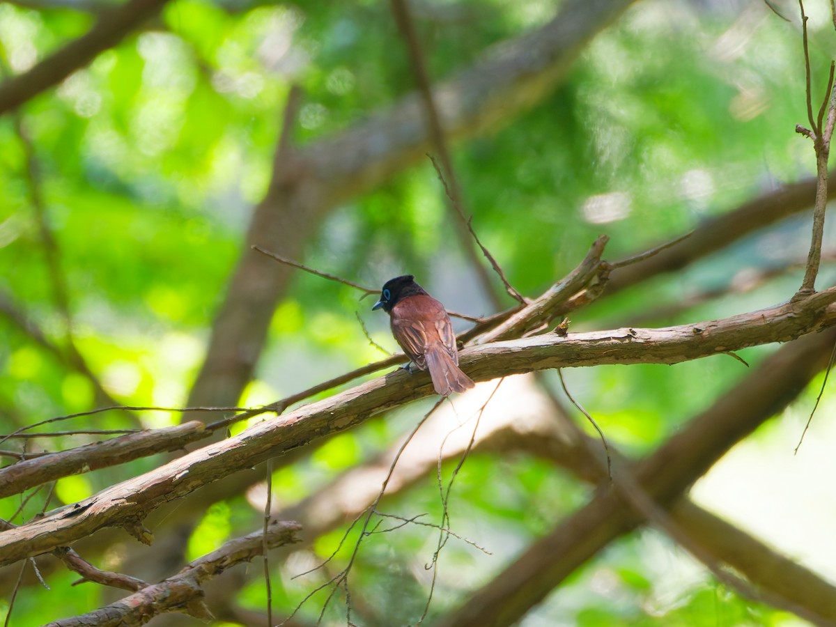 Black Paradise-Flycatcher - ML638264235