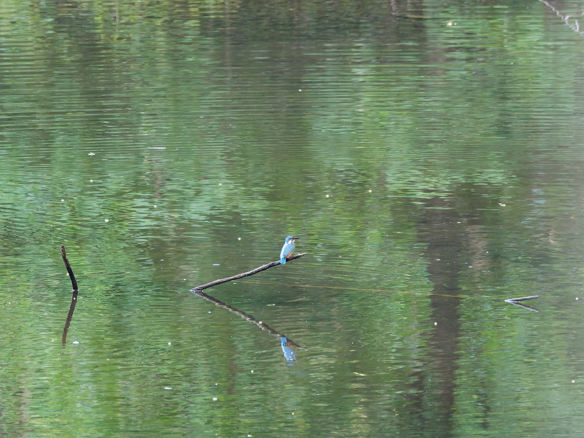 Common Kingfisher - ML638264240