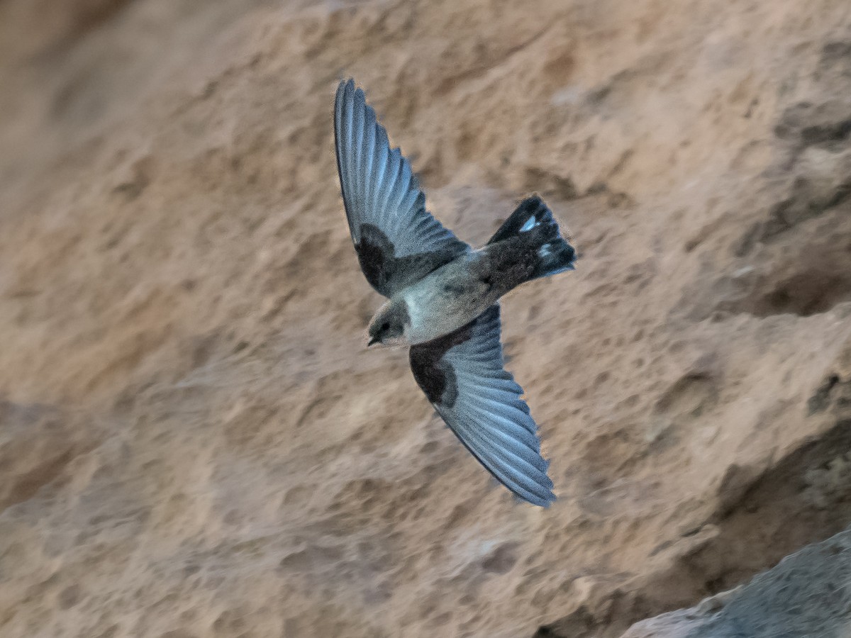 Eurasian Crag-Martin - ML638264241