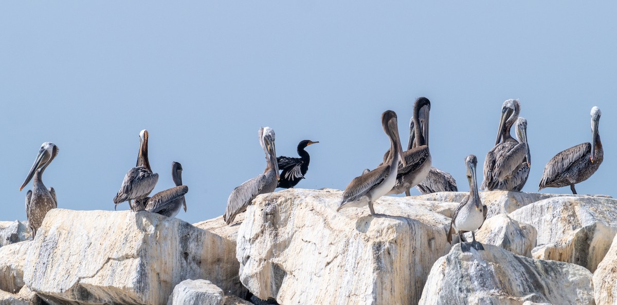 Brown Pelican - ML638264258