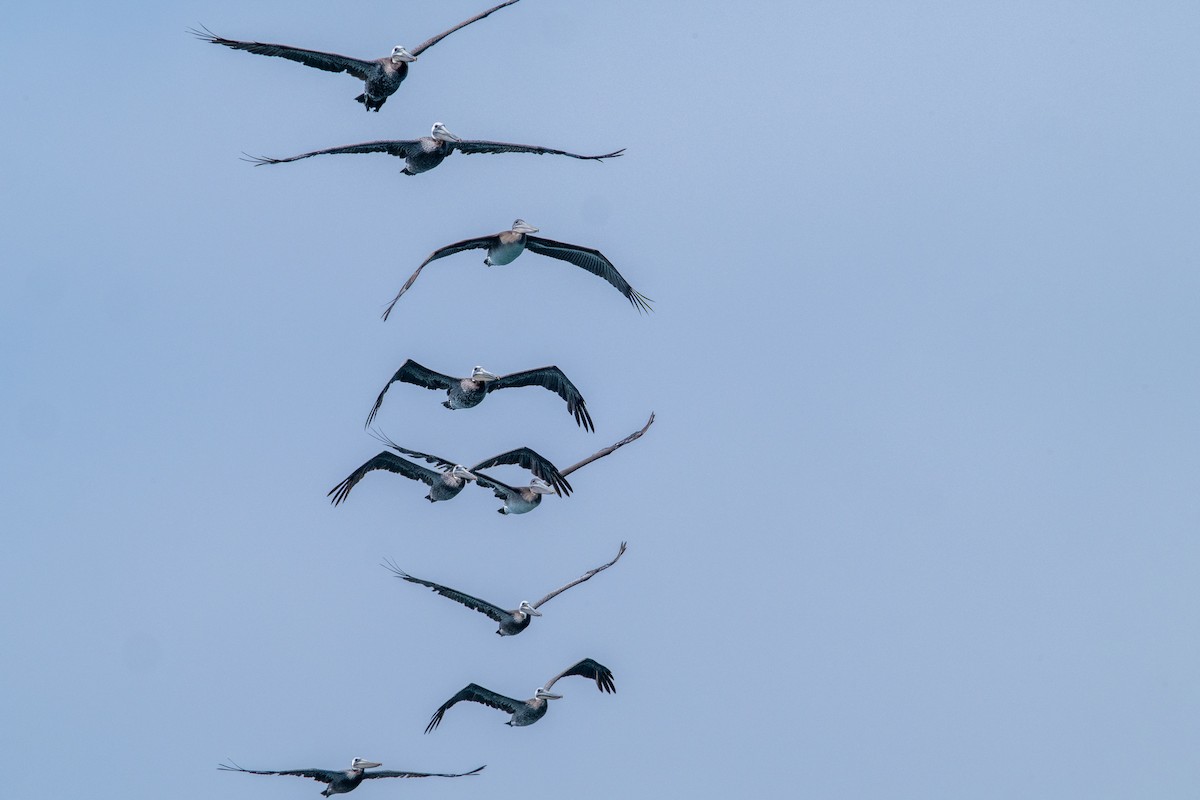 Brown Pelican - ML638264259